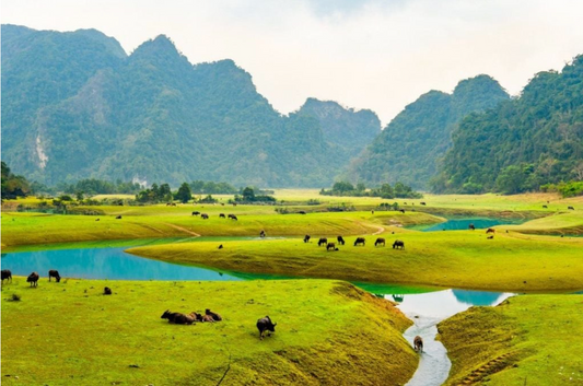 Khám phá Rock Climbing cơ hội phóng tầm mắt từ vách đá cheo leo